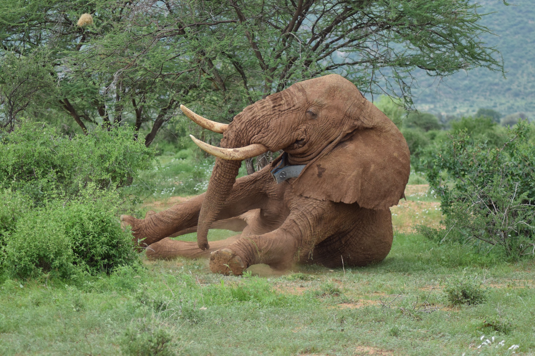Collared bull elephant with the GPS collar visible on its neck
